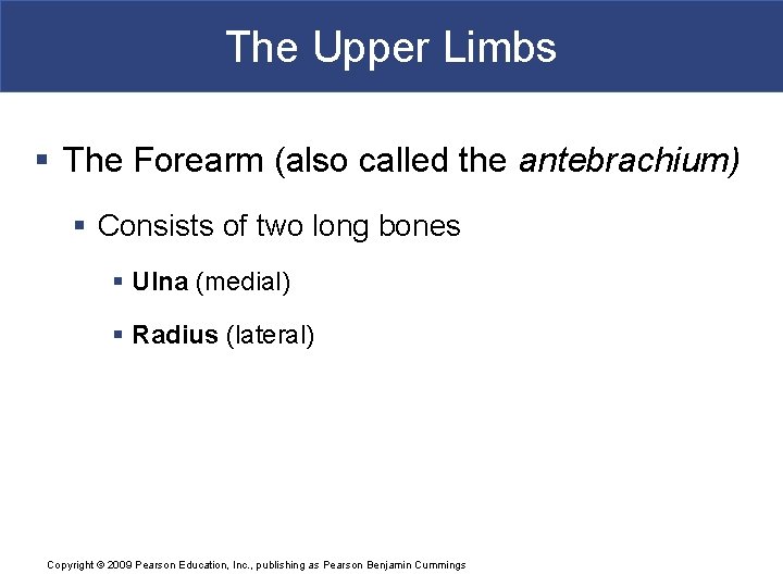 The Upper Limbs § The Forearm (also called the antebrachium) § Consists of two