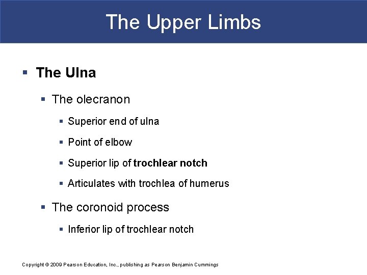 The Upper Limbs § The Ulna § The olecranon § Superior end of ulna
