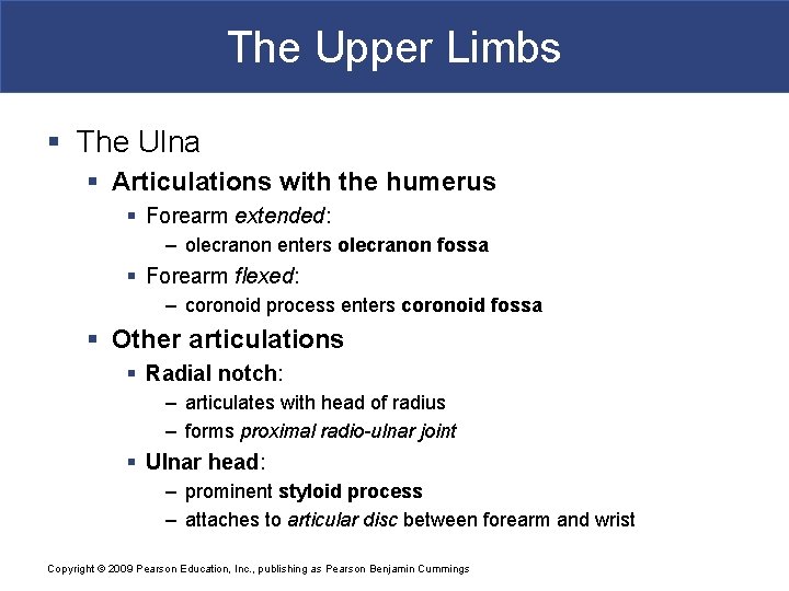 The Upper Limbs § The Ulna § Articulations with the humerus § Forearm extended:
