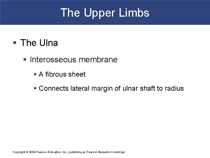 The Upper Limbs § The Ulna § Interosseous membrane § A fibrous sheet §