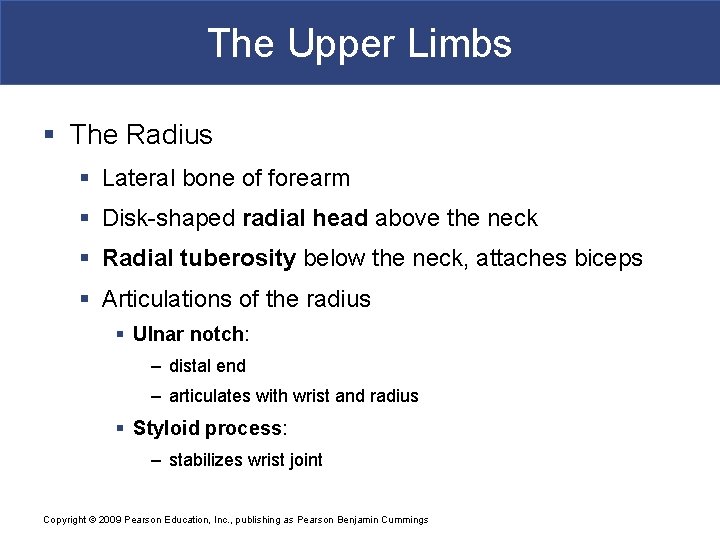 The Upper Limbs § The Radius § Lateral bone of forearm § Disk-shaped radial