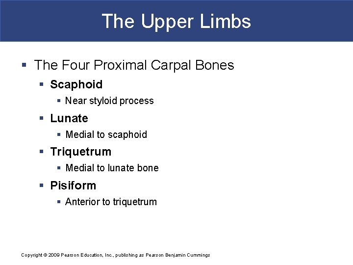 The Upper Limbs § The Four Proximal Carpal Bones § Scaphoid § Near styloid