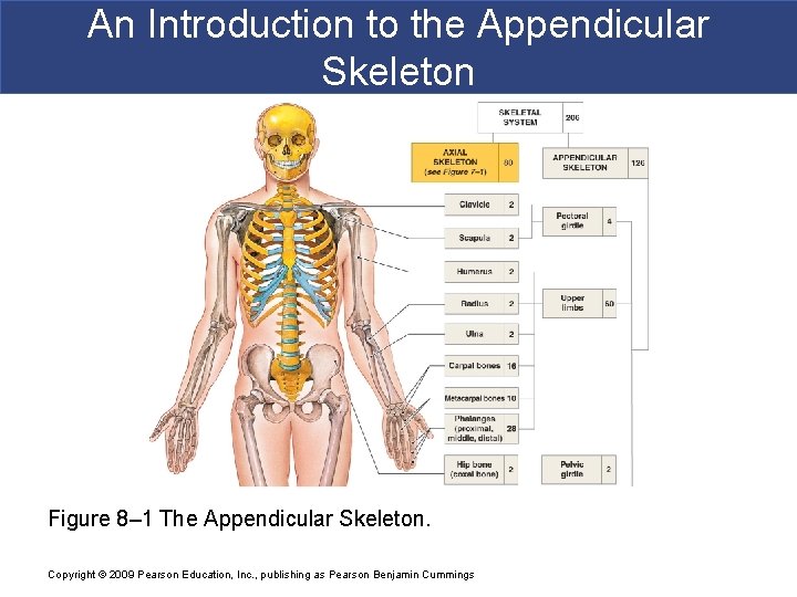 Chapter 8 The Appendicular Skeleton Power Point Lecture