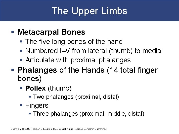 The Upper Limbs § Metacarpal Bones § The five long bones of the hand