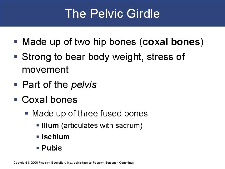 The Pelvic Girdle § Made up of two hip bones (coxal bones) § Strong