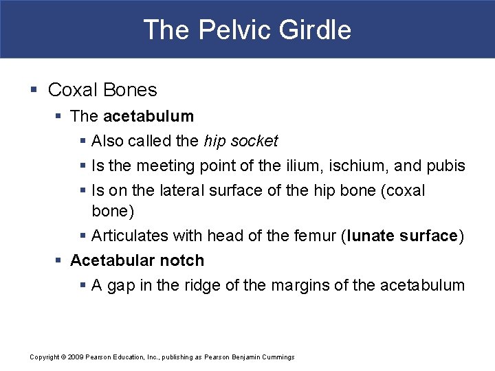 The Pelvic Girdle § Coxal Bones § The acetabulum § Also called the hip