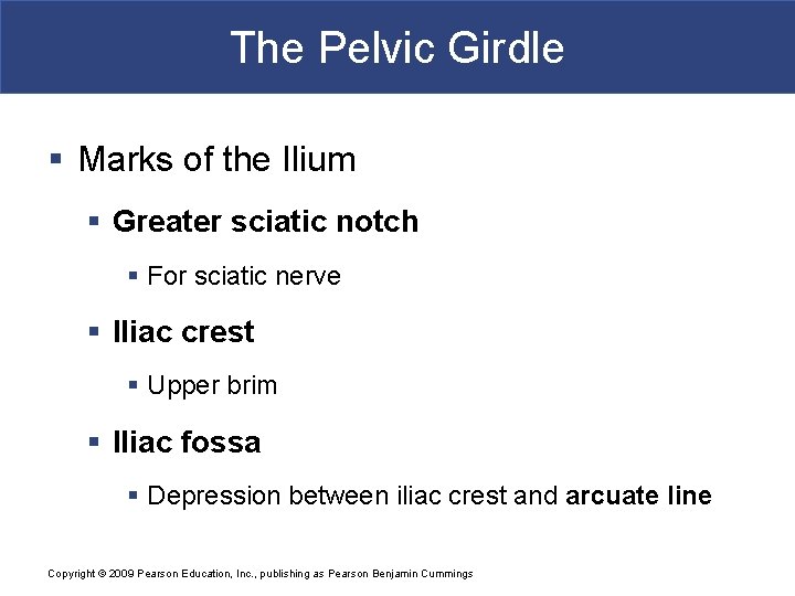 The Pelvic Girdle § Marks of the Ilium § Greater sciatic notch § For