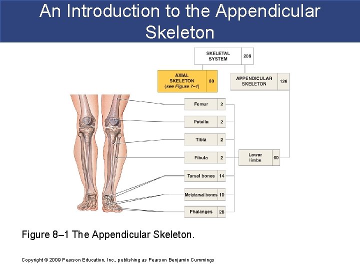 An Introduction to the Appendicular Skeleton Figure 8– 1 The Appendicular Skeleton. Copyright ©