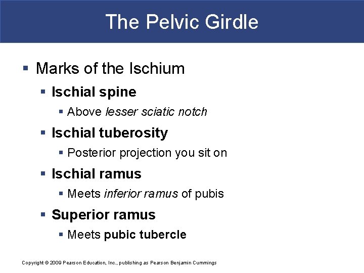 The Pelvic Girdle § Marks of the Ischium § Ischial spine § Above lesser