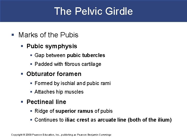 The Pelvic Girdle § Marks of the Pubis § Pubic symphysis § Gap between