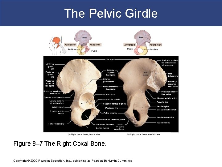 The Pelvic Girdle Figure 8– 7 The Right Coxal Bone. Copyright © 2009 Pearson