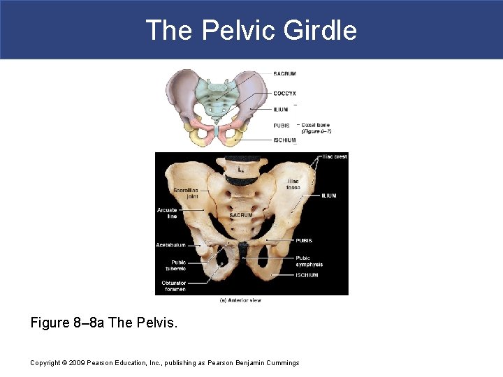The Pelvic Girdle Figure 8– 8 a The Pelvis. Copyright © 2009 Pearson Education,