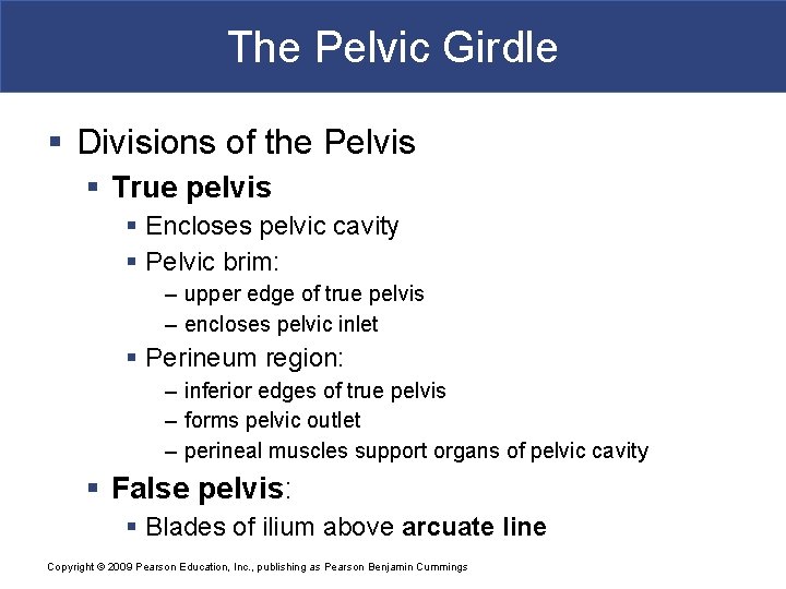 The Pelvic Girdle § Divisions of the Pelvis § True pelvis § Encloses pelvic