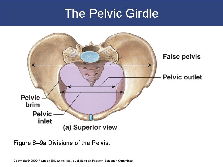 The Pelvic Girdle Figure 8– 9 a Divisions of the Pelvis. Copyright © 2009