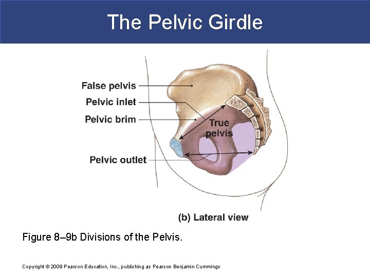 The Pelvic Girdle Figure 8– 9 b Divisions of the Pelvis. Copyright © 2009