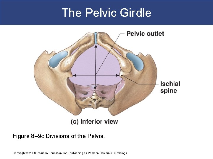 The Pelvic Girdle Figure 8– 9 c Divisions of the Pelvis. Copyright © 2009