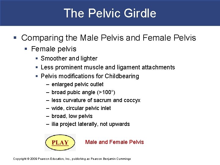 The Pelvic Girdle § Comparing the Male Pelvis and Female Pelvis § Female pelvis