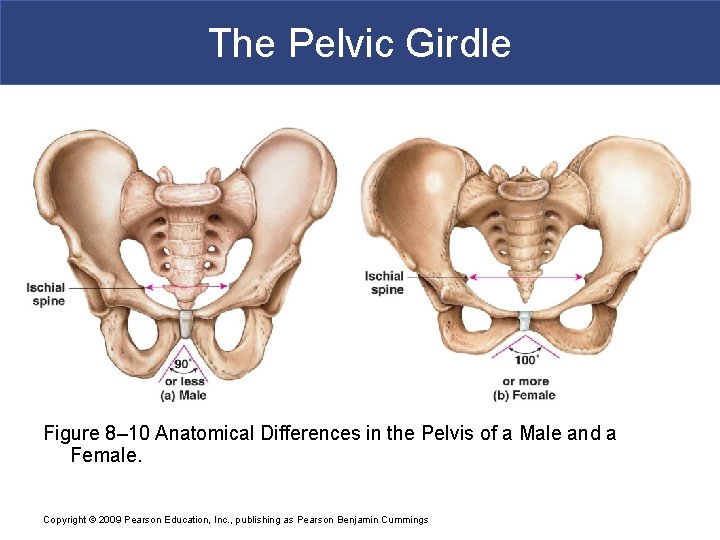 The Pelvic Girdle Figure 8– 10 Anatomical Differences in the Pelvis of a Male