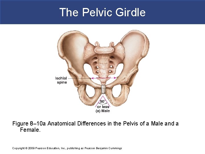 The Pelvic Girdle Figure 8– 10 a Anatomical Differences in the Pelvis of a