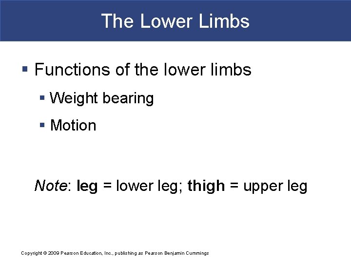 The Lower Limbs § Functions of the lower limbs § Weight bearing § Motion