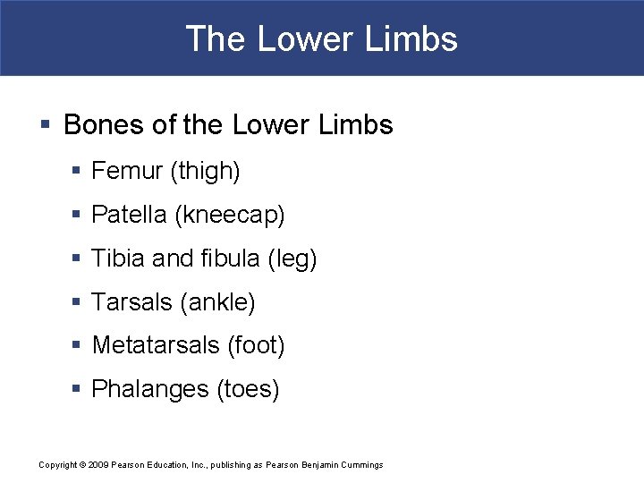 The Lower Limbs § Bones of the Lower Limbs § Femur (thigh) § Patella