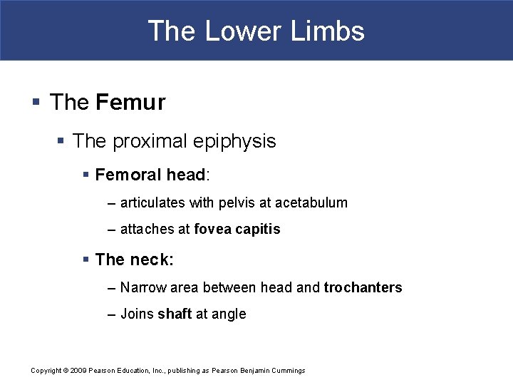 The Lower Limbs § The Femur § The proximal epiphysis § Femoral head: –