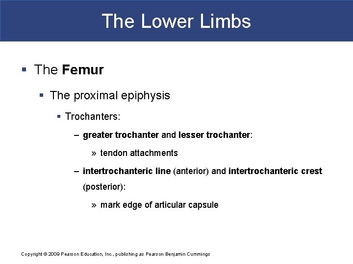 The Lower Limbs § The Femur § The proximal epiphysis § Trochanters: – greater