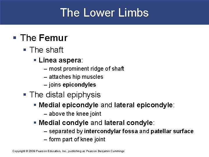 The Lower Limbs § The Femur § The shaft § Linea aspera: – most