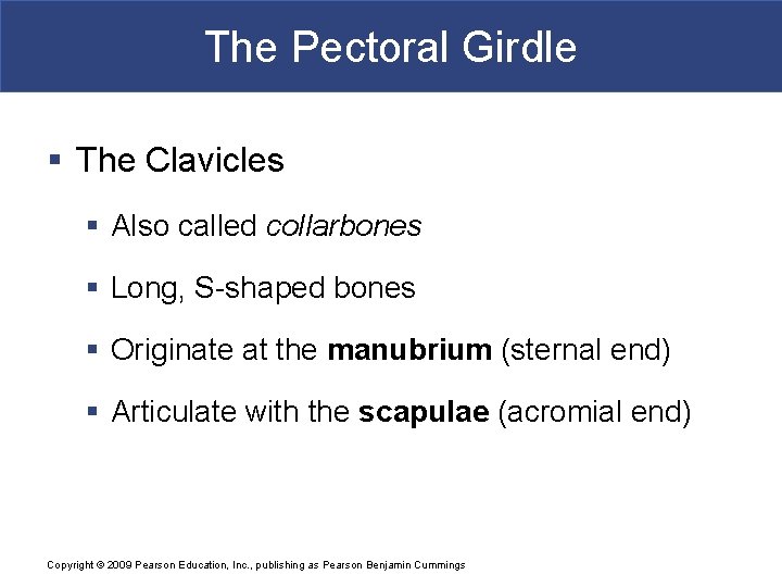 The Pectoral Girdle § The Clavicles § Also called collarbones § Long, S-shaped bones