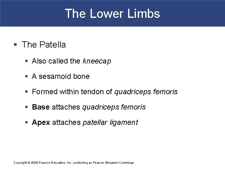 The Lower Limbs § The Patella § Also called the kneecap § A sesamoid