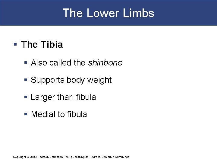 The Lower Limbs § The Tibia § Also called the shinbone § Supports body