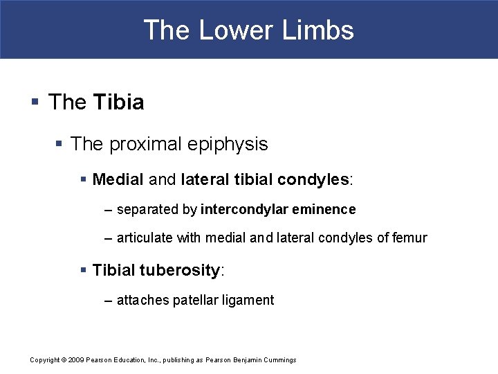 The Lower Limbs § The Tibia § The proximal epiphysis § Medial and lateral