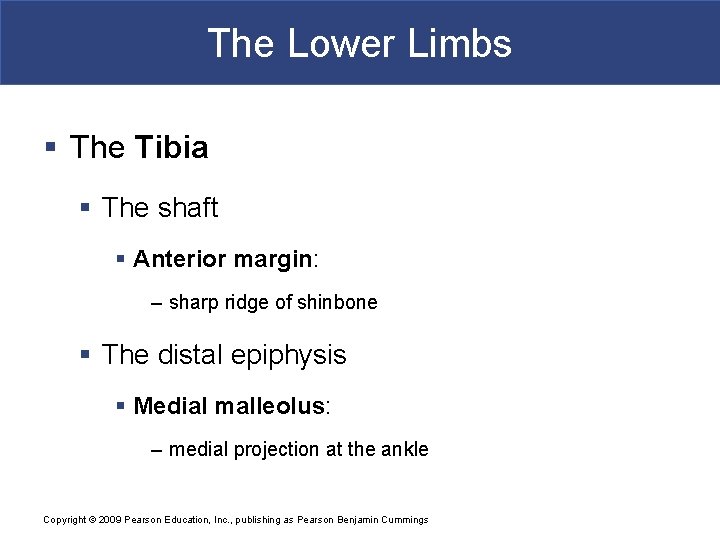 The Lower Limbs § The Tibia § The shaft § Anterior margin: – sharp