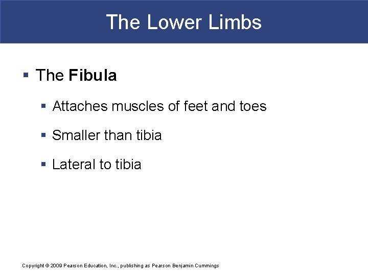 The Lower Limbs § The Fibula § Attaches muscles of feet and toes §