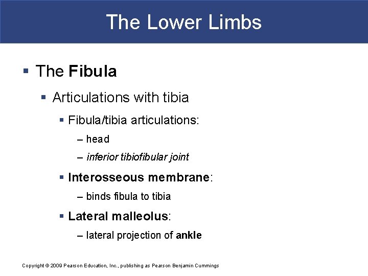 The Lower Limbs § The Fibula § Articulations with tibia § Fibula/tibia articulations: –