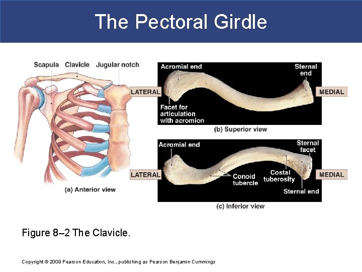 The Pectoral Girdle Figure 8– 2 The Clavicle. Copyright © 2009 Pearson Education, Inc.