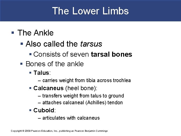 The Lower Limbs § The Ankle § Also called the tarsus § Consists of