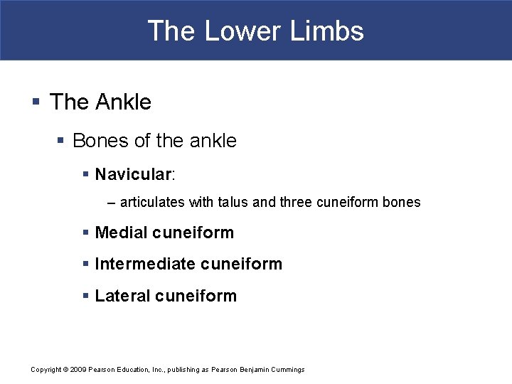 The Lower Limbs § The Ankle § Bones of the ankle § Navicular: –