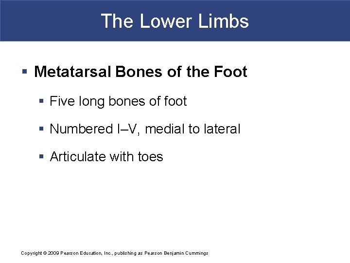 The Lower Limbs § Metatarsal Bones of the Foot § Five long bones of