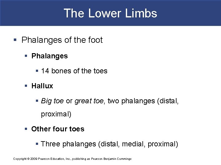 The Lower Limbs § Phalanges of the foot § Phalanges § 14 bones of