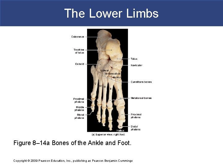 The Lower Limbs Figure 8– 14 a Bones of the Ankle and Foot. Copyright