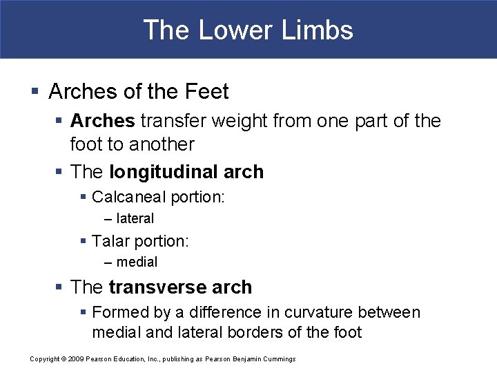 The Lower Limbs § Arches of the Feet § Arches transfer weight from one