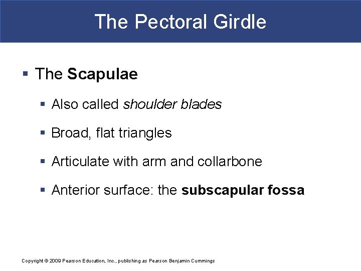 The Pectoral Girdle § The Scapulae § Also called shoulder blades § Broad, flat