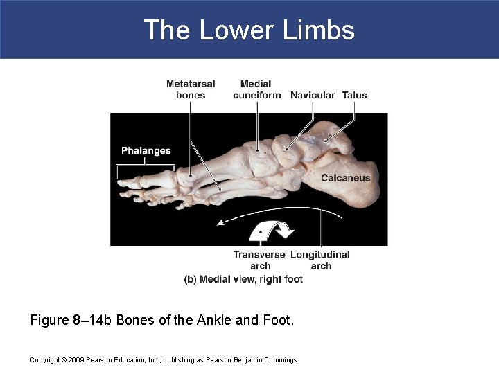 The Lower Limbs Figure 8– 14 b Bones of the Ankle and Foot. Copyright