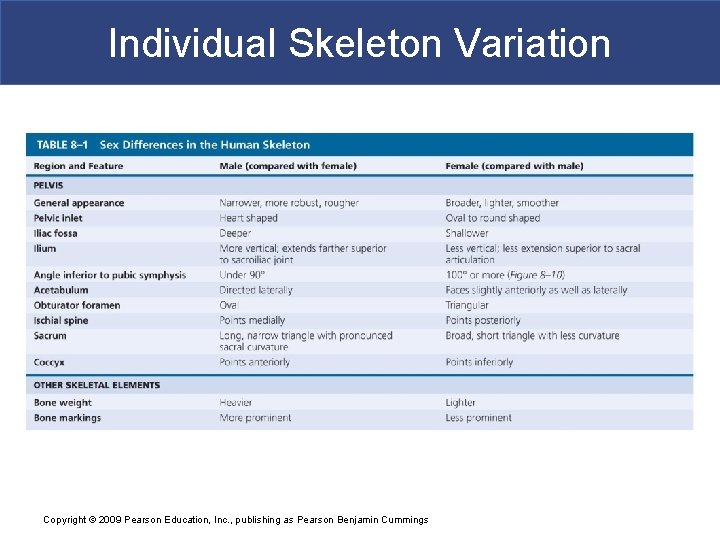 Individual Skeleton Variation Copyright © 2009 Pearson Education, Inc. , publishing as Pearson Benjamin