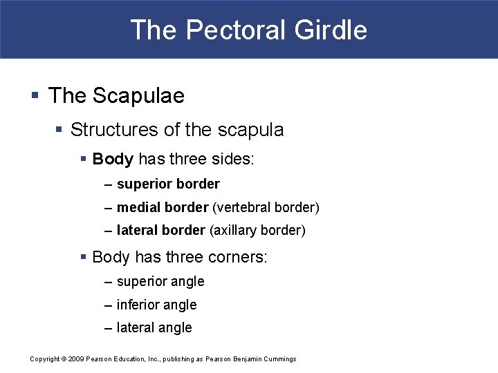 The Pectoral Girdle § The Scapulae § Structures of the scapula § Body has