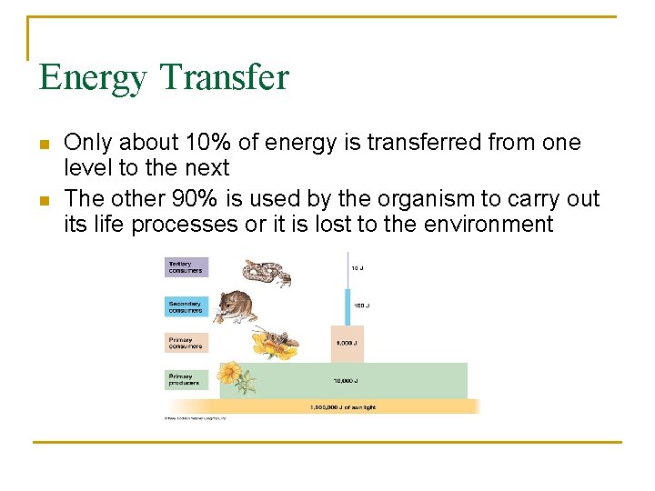 Energy Transfer n n Only about 10% of energy is transferred from one level