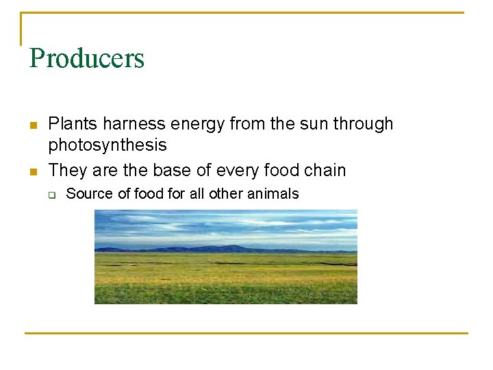 Producers n n Plants harness energy from the sun through photosynthesis They are the