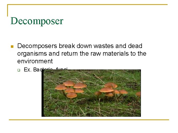 Decomposer n Decomposers break down wastes and dead organisms and return the raw materials