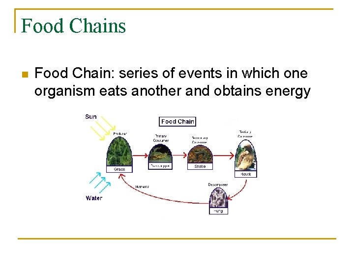 Food Chains n Food Chain: series of events in which one organism eats another